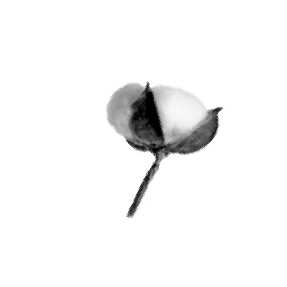 Flor de algodón