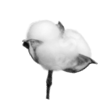 Planta de algodón