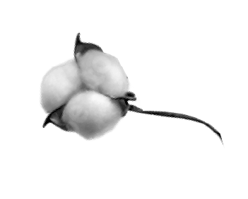 Planta de algodón