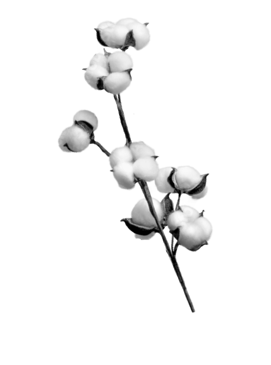 Planta de algodón