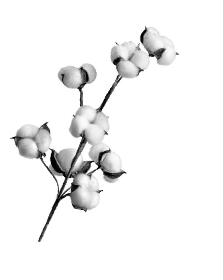 Planta de algodón